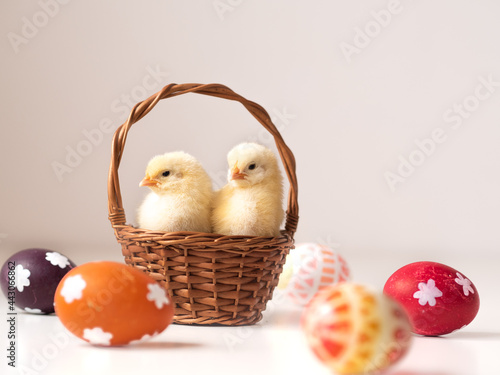 Dwa puszyste i słodkie kurczaczki wielkanocne w koszyku 