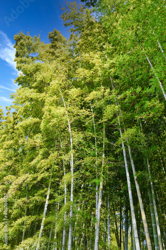 青空に映える京都の美しい竹林 コピースペースあり（京都府京都市）Beautiful bamboo forest in Kyoto against the blue sky with copy space (Kyoto City, Kyoto Prefecture, Japan)