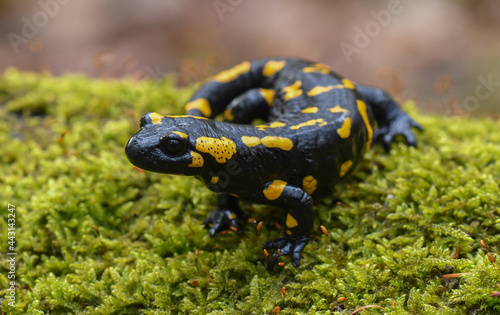 Feuersalamander - Salamandra salamandra - Fire Salamander