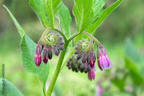 Echter Beinwell (Symphytum officinale), blühend