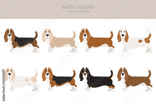 Basset hound clipart. Different coat colors and poses set