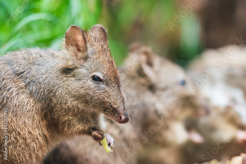 The long-nosed potoroo (Potorous tridactylus) is a species of potoroo. These small marsupials are part of the rat-kangaroo family. The long-nosed potoroo contains two subspecies tridactylus and apical