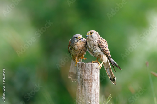 Common Kestrel (Falco innunculus) couple sitting on a pole in the meadows in the Netherlands