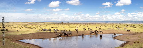 Panorama of zebra and wildebeest at a waterhole in the Masai Mara