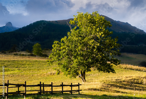 Un albero e una stacionata in Valle d'Aosta a settembre nella Valle di Saint Barthelemy con il prato giallo verde. Vacanze. Settembre. Autunno.