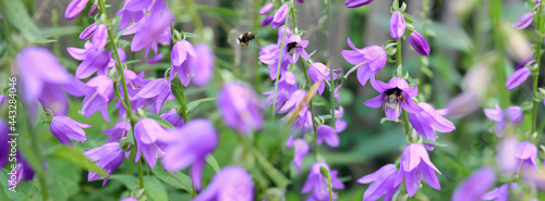 Bees fly near a bush with purple campanula flowers