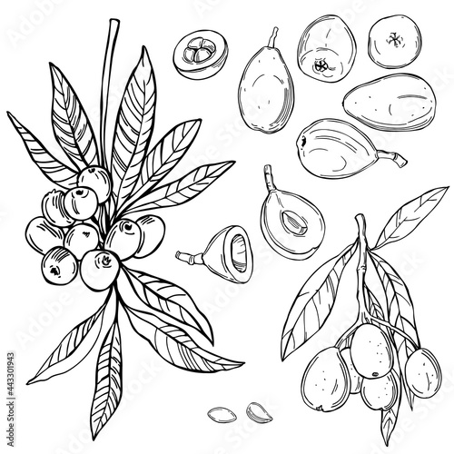 Loquat fruit. Vector illustration.