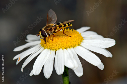Große Schwebfliege, Gemeine Garten-Schwebfliege (Syrphus ribesii) - Hoverfly