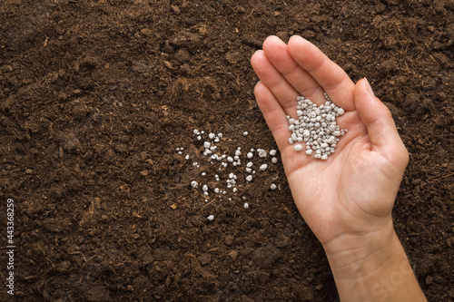 Young adult woman palm pouring gray complex fertiliser granules on dark brown soil. Closeup. Product for root feeding of vegetables, flowers and plants. Top down view.