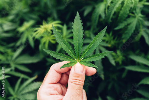 Cannabis Sativa grower gently examining crop leaf in field during the regular check-up of plantation