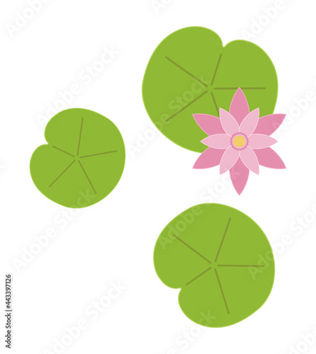 lily pad leaf flower