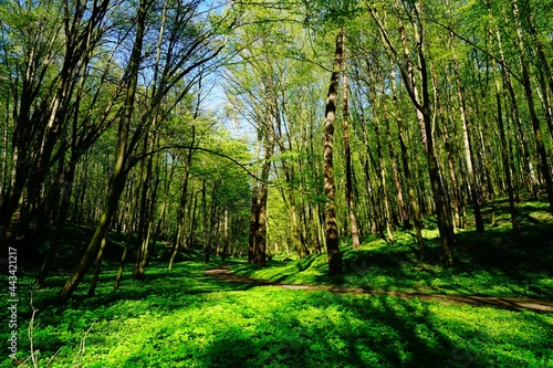 Soczysta zieleń wiosennego lasu z drogą