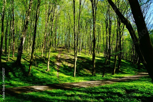 Leśna droga wiosną w otoczeniu soczystej zieleni
