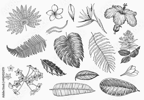 Palm plant, Strelitzia, Hibiscus, Plumeria, Medinilla, Monstera. Flowering plants. Tropical or exotic leaves and leaf. Vintage fern. Engraved flowers. Hand drawn. Botanical background.