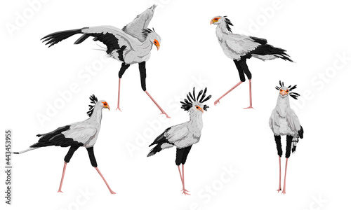 Set of secretary birds Sagittarius serpentarius in different poses. Wild birds of Africa. Realistic vector animal