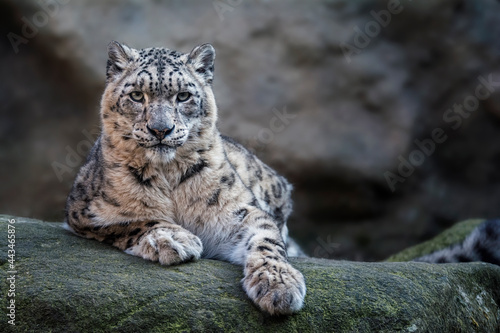 portrait of a snow leopard