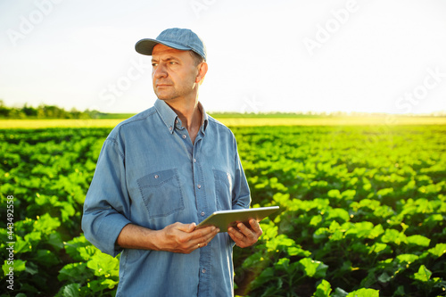 A Caucasian farmer with a tablet in his hands stands in the middle of a green field. An agronomist in a field with an unripe sunflower checks the harvest. Beautiful sunset, spring day. Smart farm.