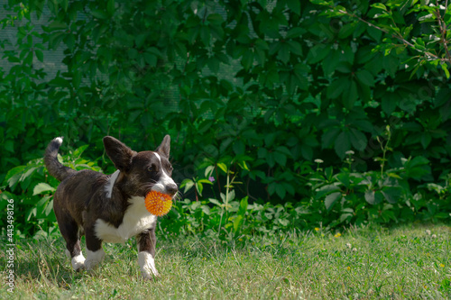 A corgi puppy runs on the grass. The dog is playing with a ball