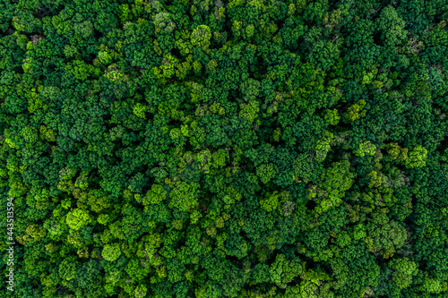 dense green forest. Drone top view. aerial view