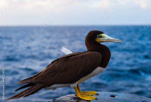 Portrait of a brown booby bird (Sula leucogaster) sitting on a ship in the ocean, close-up.