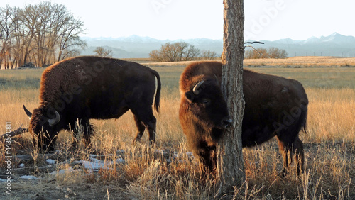 two american bison standing next to a tree in winter in the fields along the wildlife drive at the rocky mountain national arsenal refuge in commerce city, near denver, colorado
