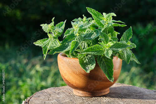 Wooden mortar of Lemon balm. Melissa officinalis or balm mint.