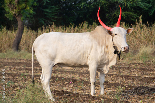 Desi Indian Cow, Bos indicus,, Satara, Maharashtra, India