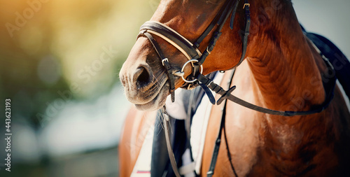 Nose sports red horse in the bridle. Dressage horse.