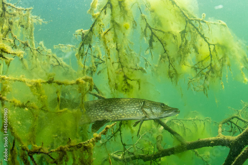 Northern Pike in a lake in Germany