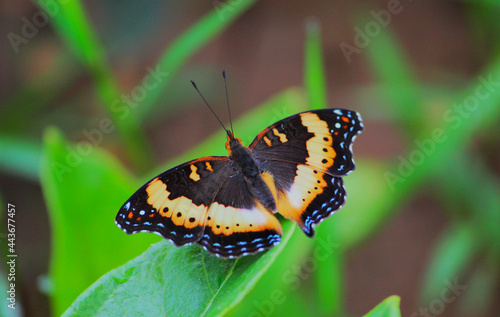 Gaudy Commodore or Precis Octavia Butterfly in Zambia Bushes South African Region Africa