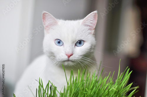 White cat with blue eyes eating grass at home.
