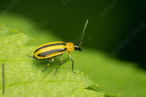 Striped Cucumber Beetle reste on a green leaf