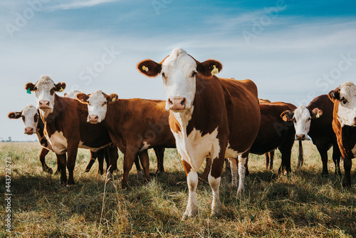 cows in the field