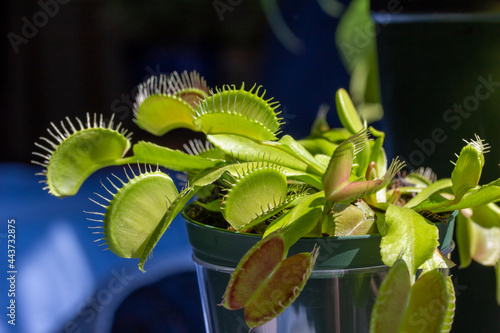 This image shows a macro abstract texture view of a Venus flytrap (dionaea muscipula) carnivorous houseplant with defocused background.