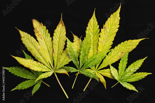 background of of incomplete marijuana leaves and sick with characteristics edge of the leaf that burns or rust