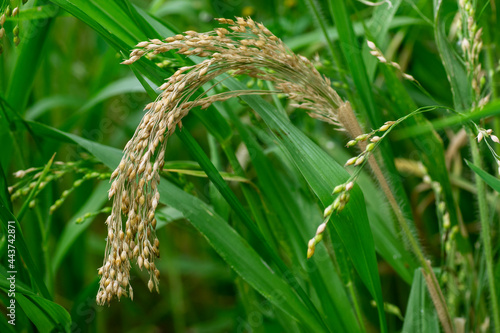 Proso millet (Panicum miliaceum) growing on the fields getting ripe