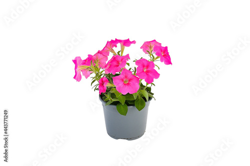 Freshness beautiful pink petunia,colorful petunia and grandiflora flower in green leaves growing and blooming on white background isolated and clipping path.