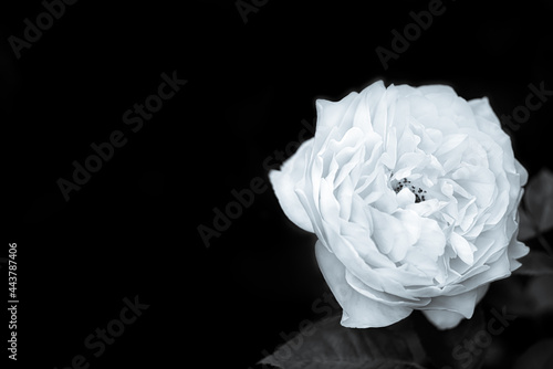 White rose on black background. Black and white