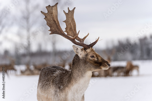 The red deer (Cervus elaphus) outdoor in winter.