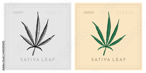 thin cannabis marijuana leaf or hemp sativa type vector