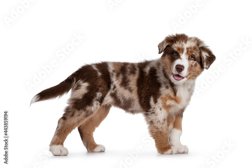 Cute red merle white with tan Australian Shepherd aka Aussie dog pup, standing side ways. Looking towards camera with cute head tilt, mouth open showing tongue. Isolated on a white background.
