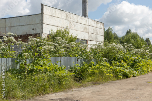 poisonous hogweed grows around the building and along the fence on the outskirts of the city