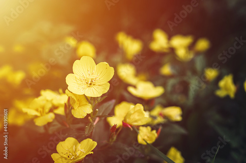 oenothera biennis or donkey or evening primrose yellow flower bush in full bloom on a background of green leaves and grass in the floral garden on a summer day. flare