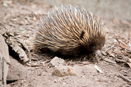 the echidna is walking looking for food