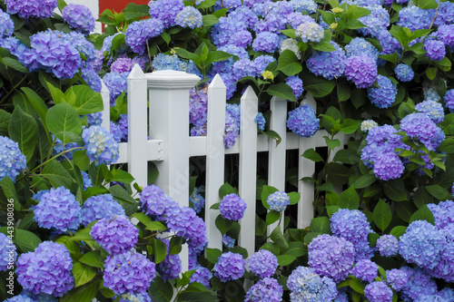 Purple and blue hydrangea flowers growing through a white picket fence. Cape Cod Cottage garden.