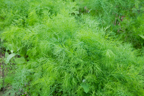 Closeup shot of growing dill leaves in the garden
