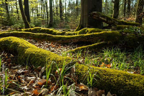 Close-up of a moss-covered deadwood branch on the forest floor near Amelgatzen, Weserbergland, Lower Saxony, Germany.