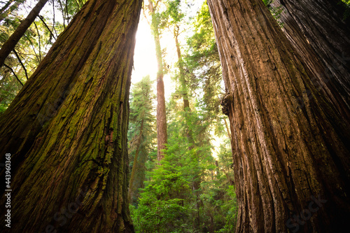 Afternoon Light on the Redwoods, Jedediah Smith State Park, Redwoods National Park, California