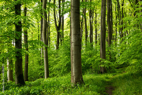 Forest path in a beautiful springtime forest with mighty beech trees, near Goldbeck, Extertal, Teutoburg Forest, North Rhine-Westphalia, Germany.