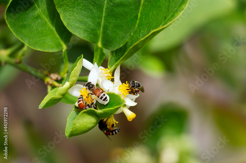Honey bee or Apis florea bee flying collecting pollen and nectar over white flower of lime tree in blur green leaves background. Fresh honey has health benefits and can be used to make medicine.